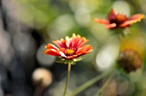 golden-2-devotional-8-6-2016